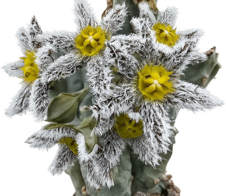Beautifully Bizarre featured plant