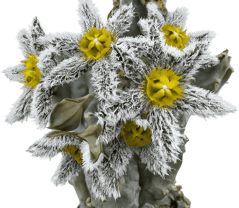 Beautifully Bizarre featured plant