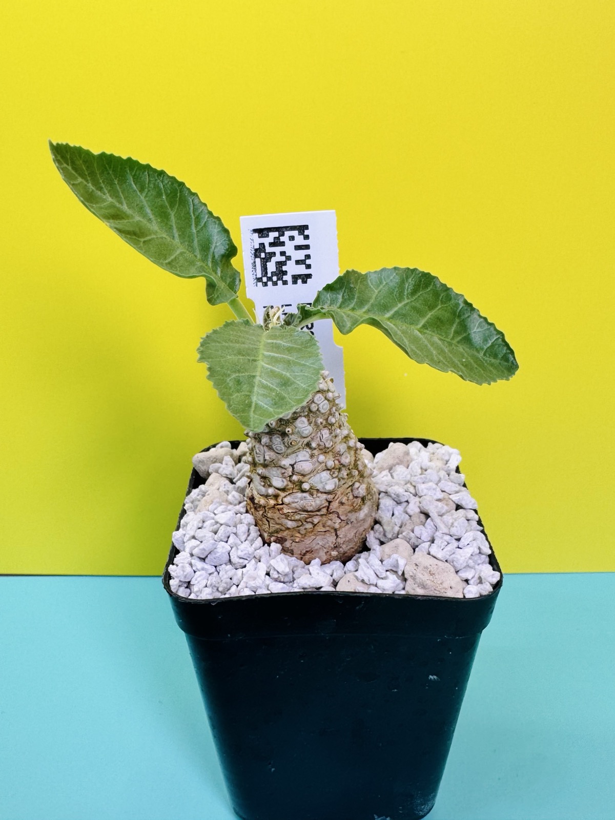 Dorstenia spec. Lavranos 23877