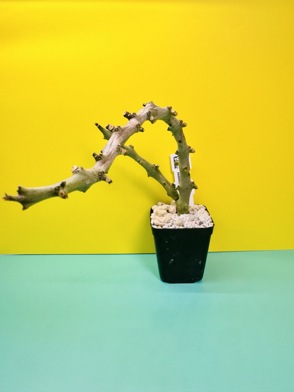 xMonollupegia Pranburi hybrid clone P