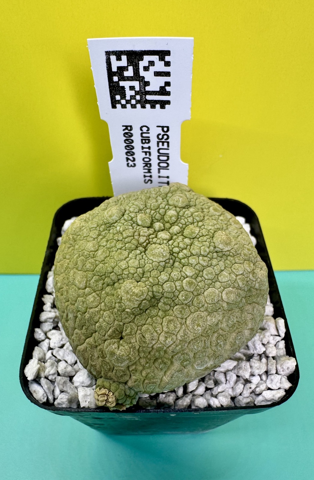 Pseudolithos cubiformis x P. migiurtinus