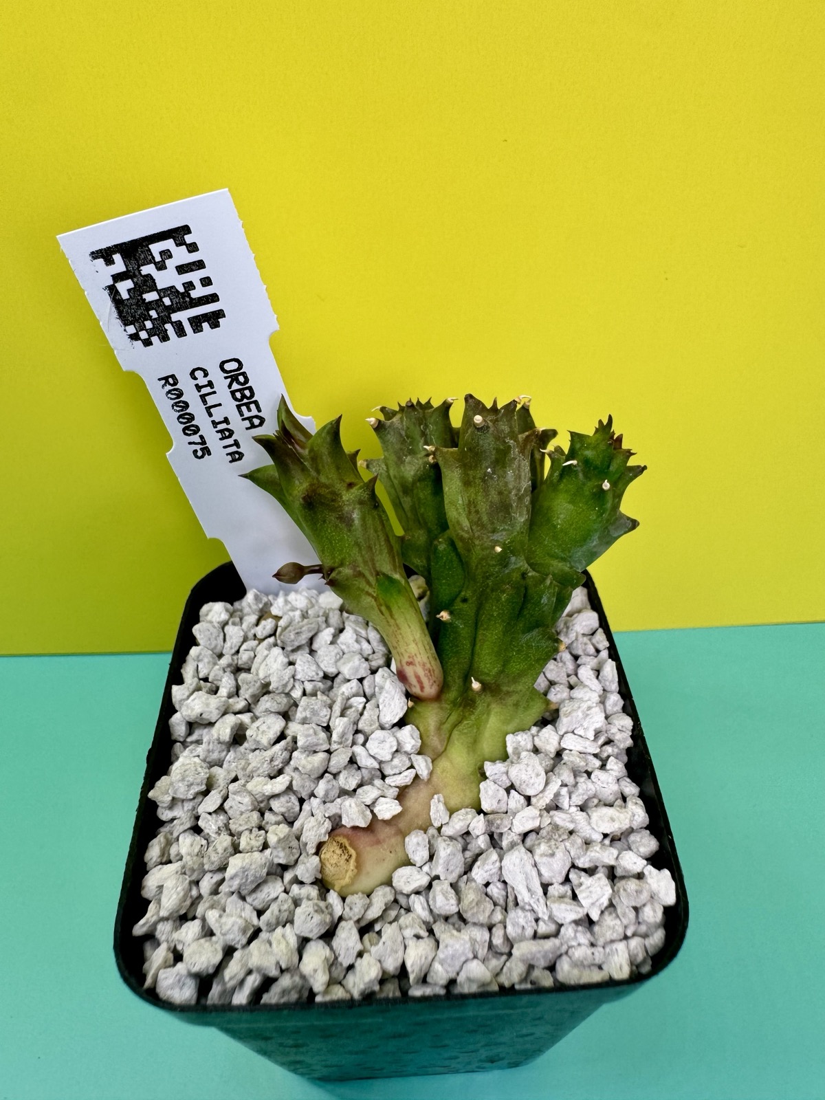 Orbea ciliata