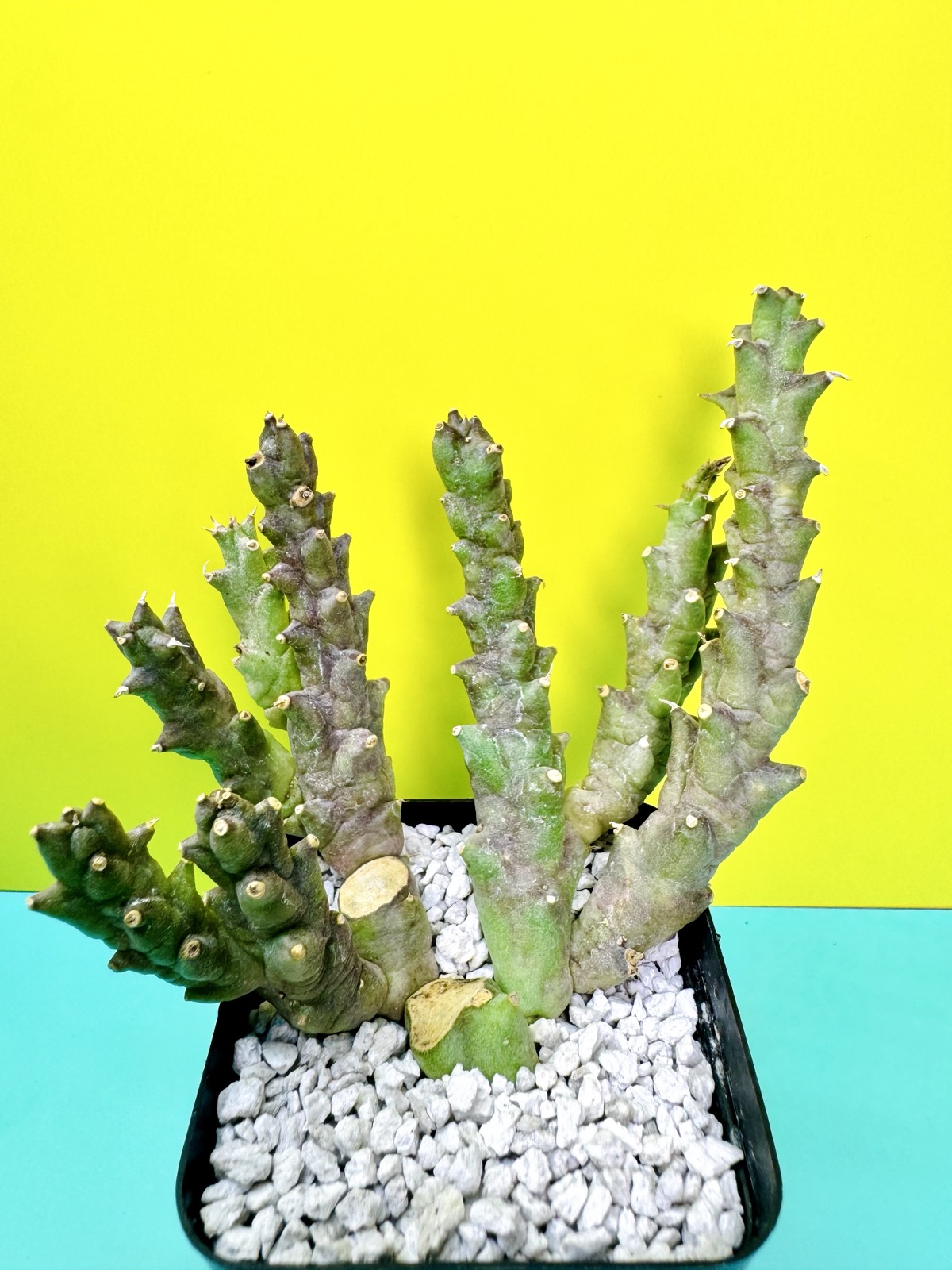 Orbea verrucosa x Cooperi hybrid