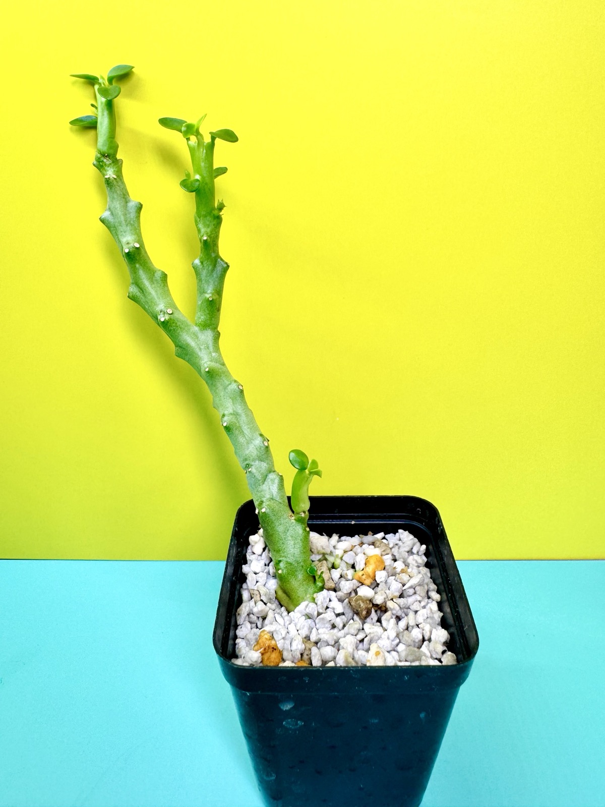 Caralluma socotrana x Frerea indica Pranburi hybrid