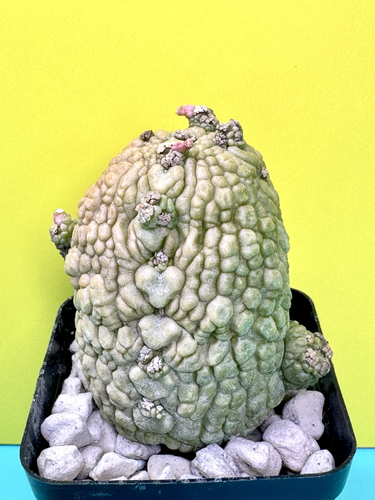 Pseudolithos migiurtinus x Pseudolithos dodsonianus