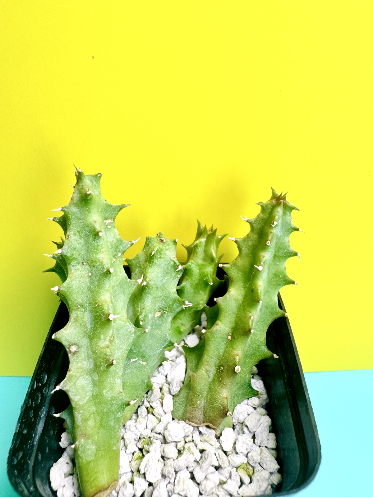 Huernia Pink Custard hybrid