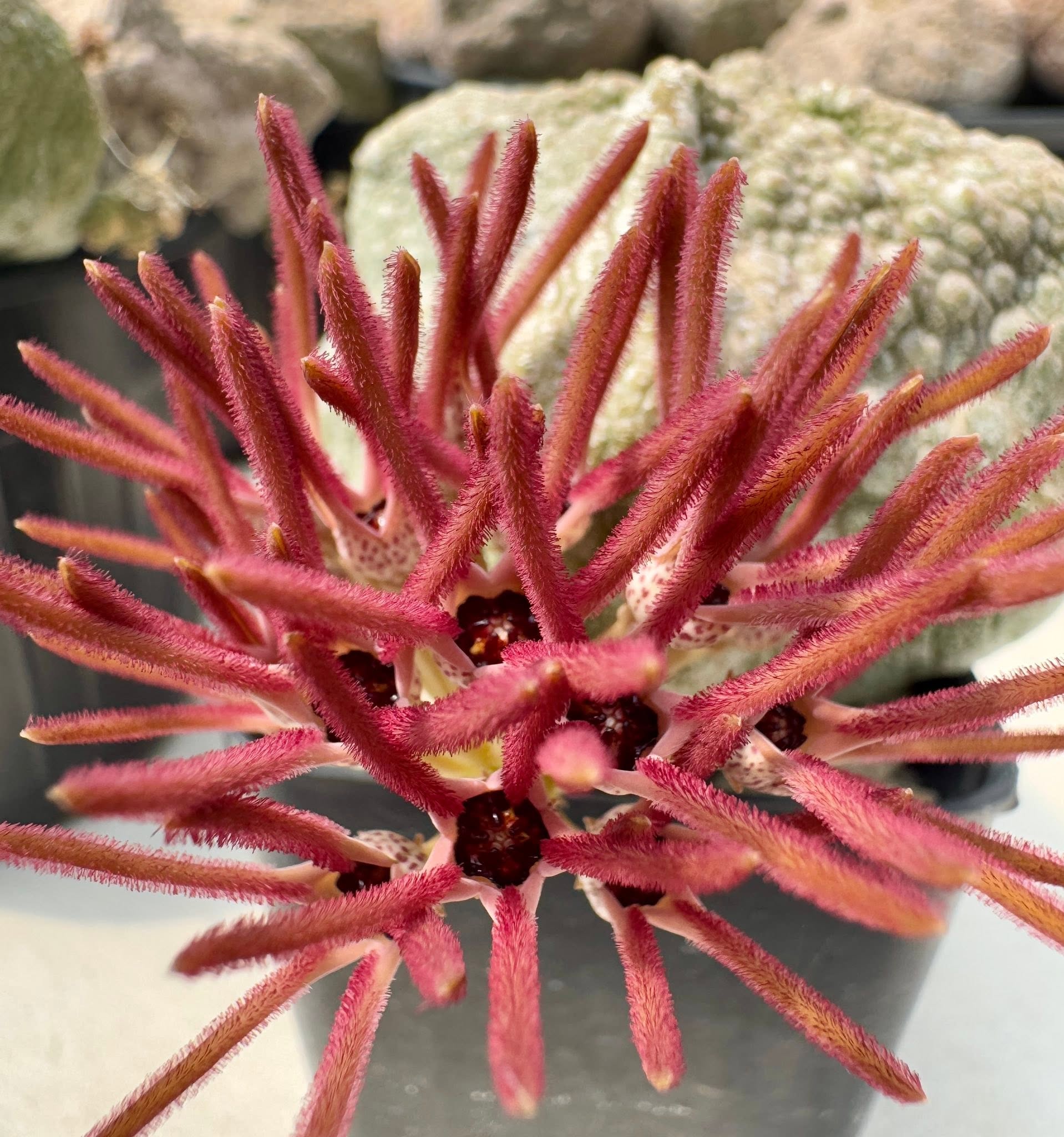 Pseudolithos cubiformis