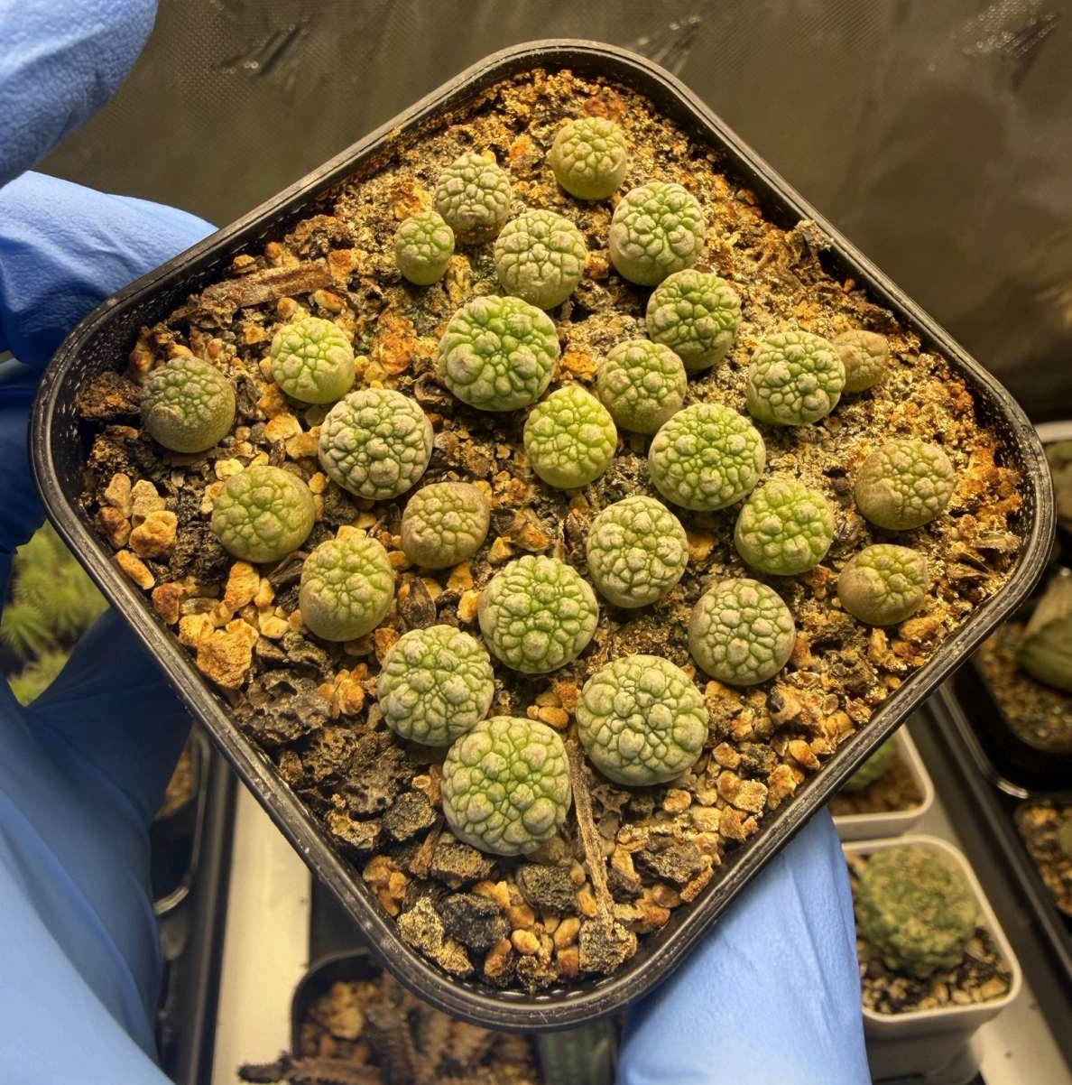 How to Grow Pseudolithos (and other Stapeliads) from Seed I Notes from a Boston Grower  cover
