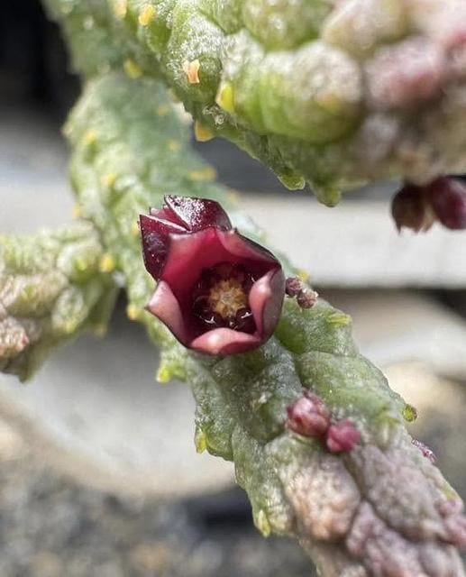 Echidnopsis oviflora