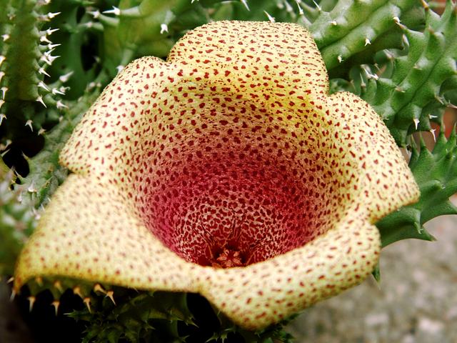Tavaresia meintjesii