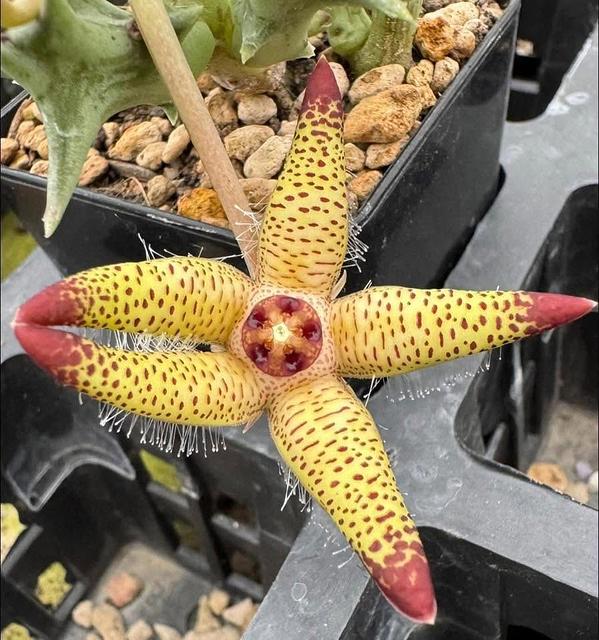 Orbea maculata