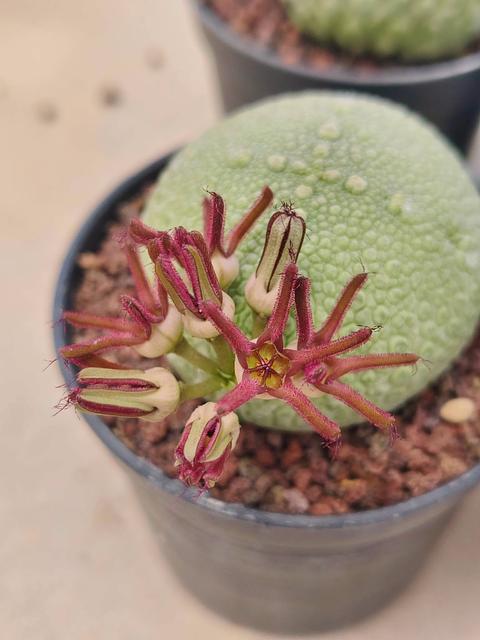 Pseudolithos cubiformis x P. migiurtinus