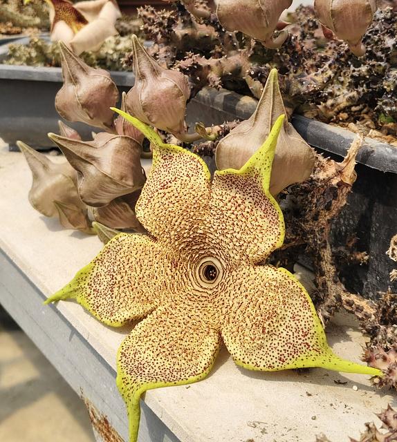 Edithcolea grandis from Filtu Ethiopia