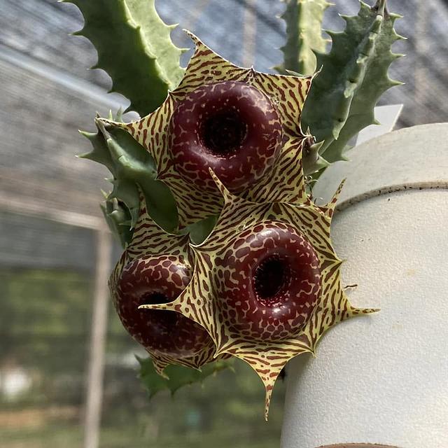 Huernia SMH37 WN hybrid