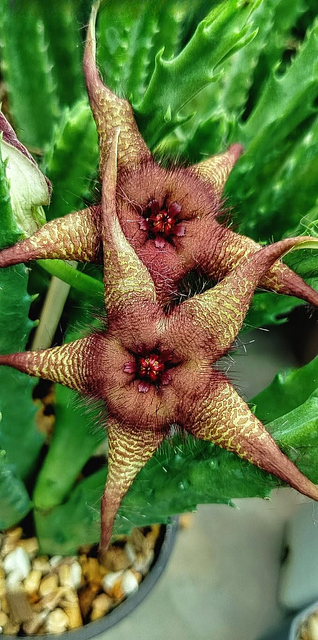 Stapelia hirsuta x Orbea caudata