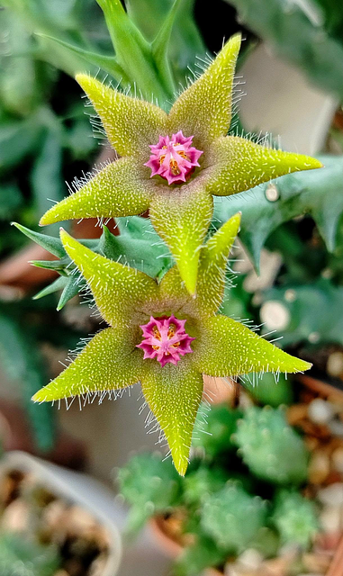 Orbea araysiana hybrid