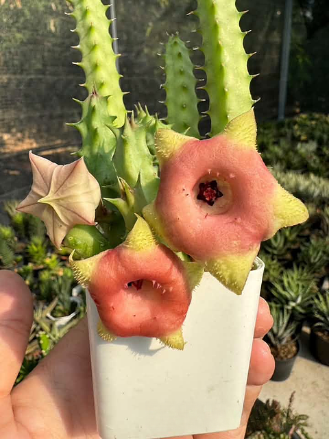 Huernia Pink Custard hybrid