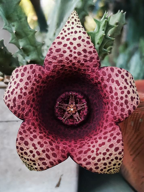 Orbea variegata x Tavaresia barklyi