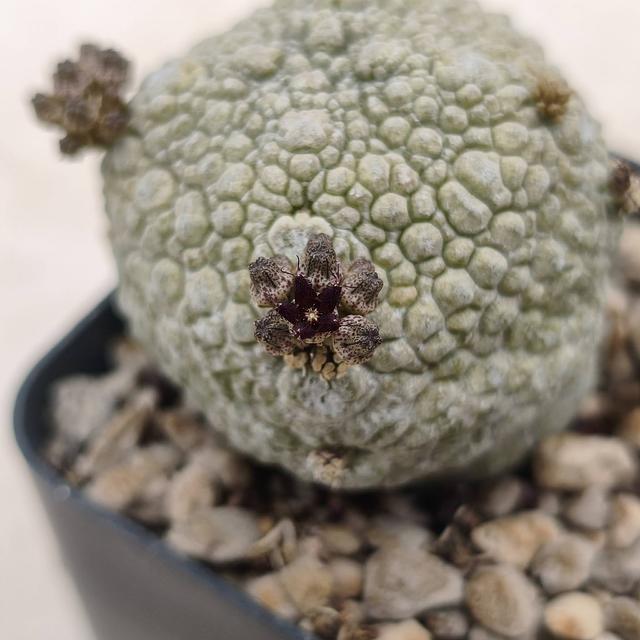 Pseudolithos caput-vipera x Pseudolithos harardheranus