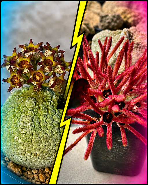 (Pseudolithos miguirtinus x Pseudolithos caput-viperea) x Pseudolithos cubiformis